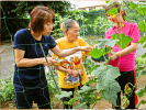 デイサービスでの野菜栽培